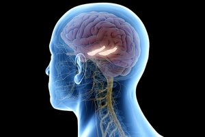 SUDC-hippocampus-web