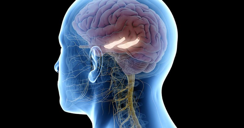 SUDC-hippocampus-web